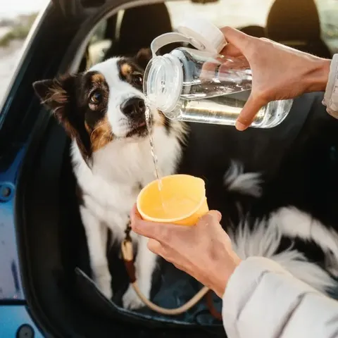 locknlock-pet-water-bottle-and-bowl-pets
