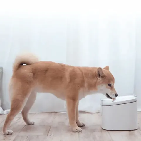xiaomi-smart-pet-fountain-lifestyle