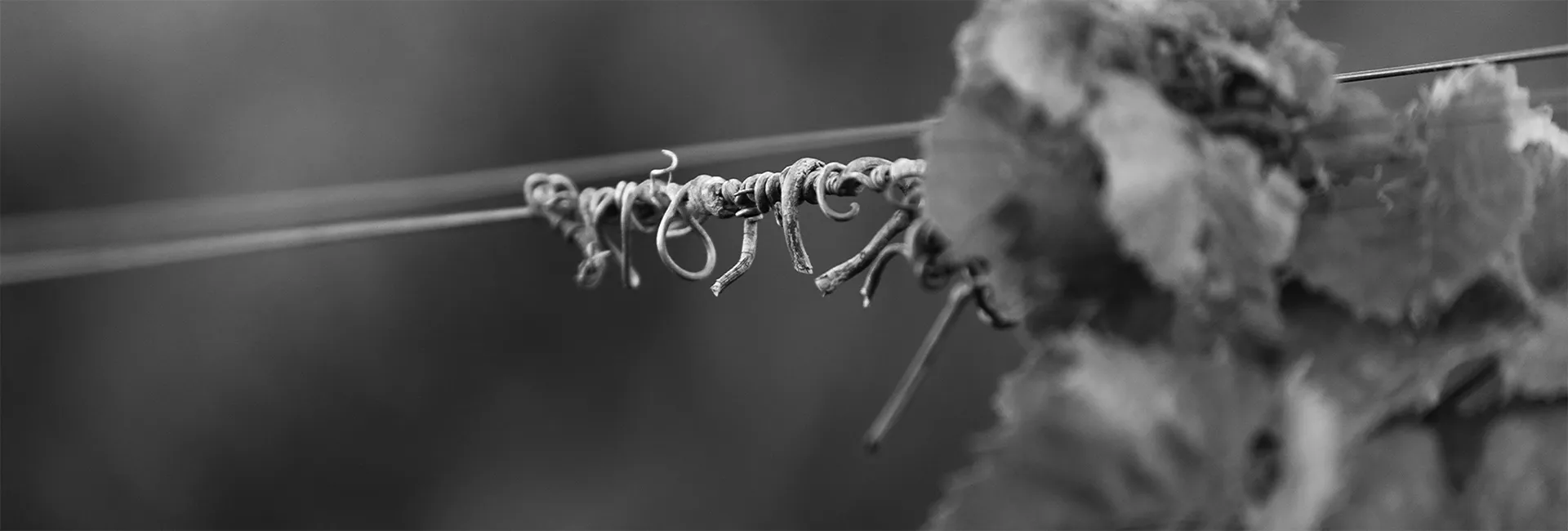 backsberg vineyard close up