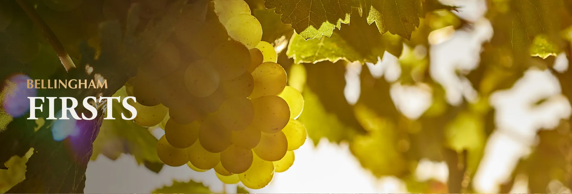 Welcome to Bellingham