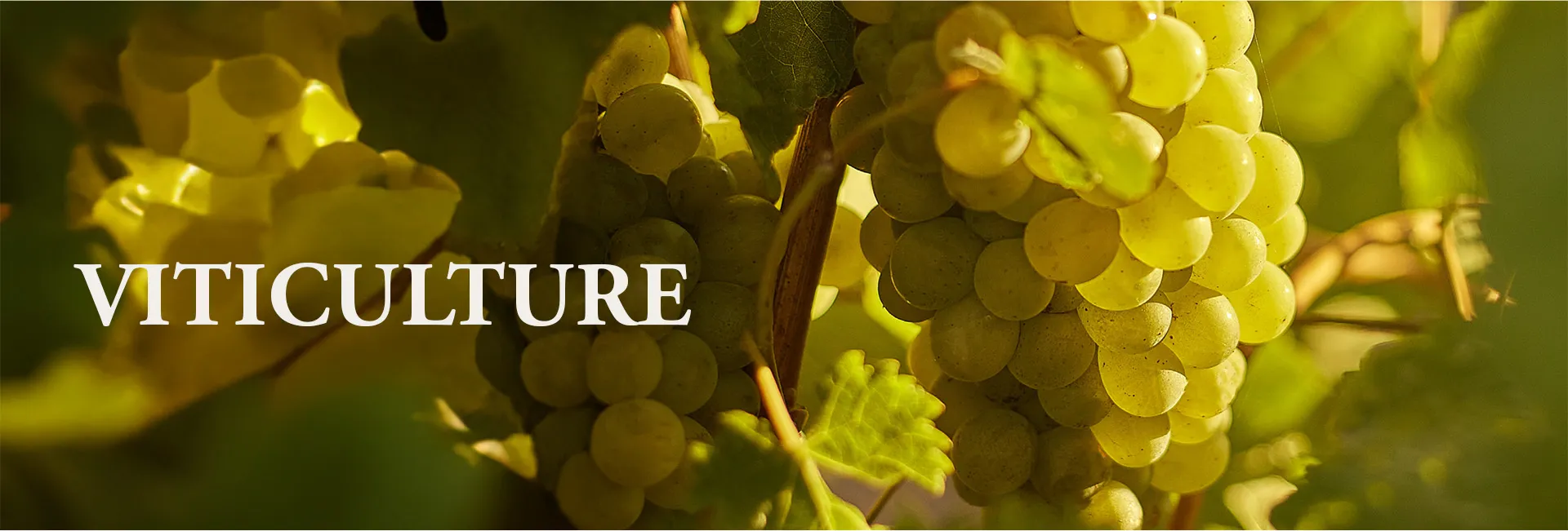 Welcome to Bellingham