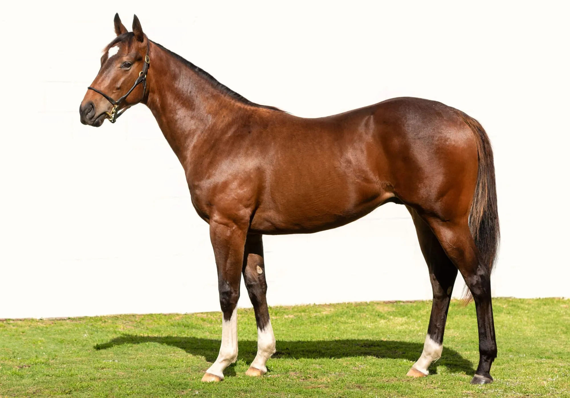 CRS Summer Sale Draft